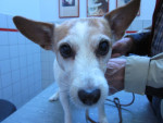 Tyrza,jack russell teefje van 13 jr eet slecht ,lekt urine en heeft pijn aan haar rechter achterpoot.                   